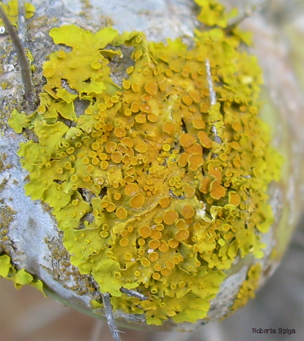 Xanthoria parietina